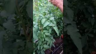 Вот как надо помидоры выращивать! Дядя в Молдавии выращивают помидоры