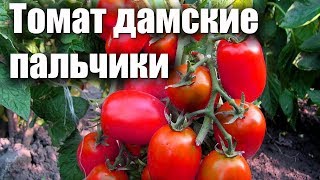 ФИТОФТОРА НА ПОМИДОРАХ-сорт томатов дамские пальчики