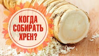 Хрен ➡ Сбор, хранение, полезные рецепты 🌟 Обзор hitsad.TV