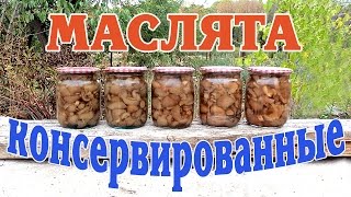 Маслята консервированные. Заготовка на зиму.