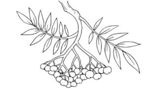 как нарисовать рябину,how to draw a mountain ash,cómo dibujar una montaña de cenizas