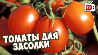 Лучшие засолочные томаты для открытого грунта 🍅 Обзор сортов томатов