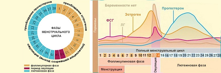 когда делать узи молочной железы