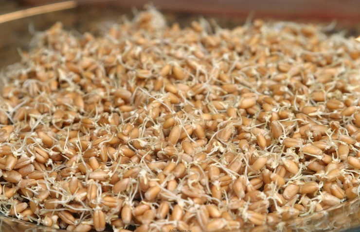 самогон из пшеницы в домашних условиях