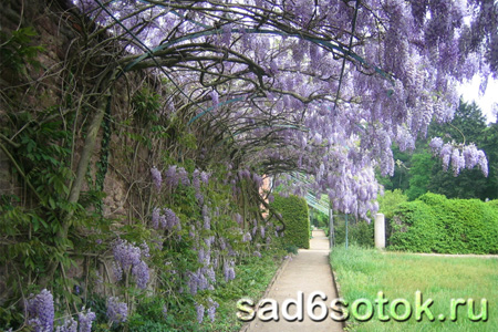 Глициния китайская (Wisteria sinensis)