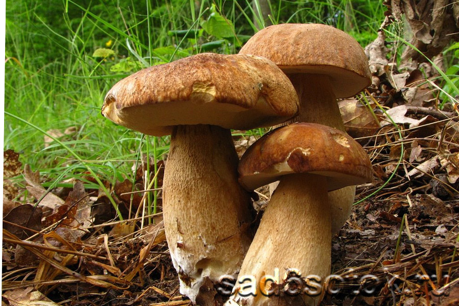 Белый гриб сетчатый (Boletus reticulatus)