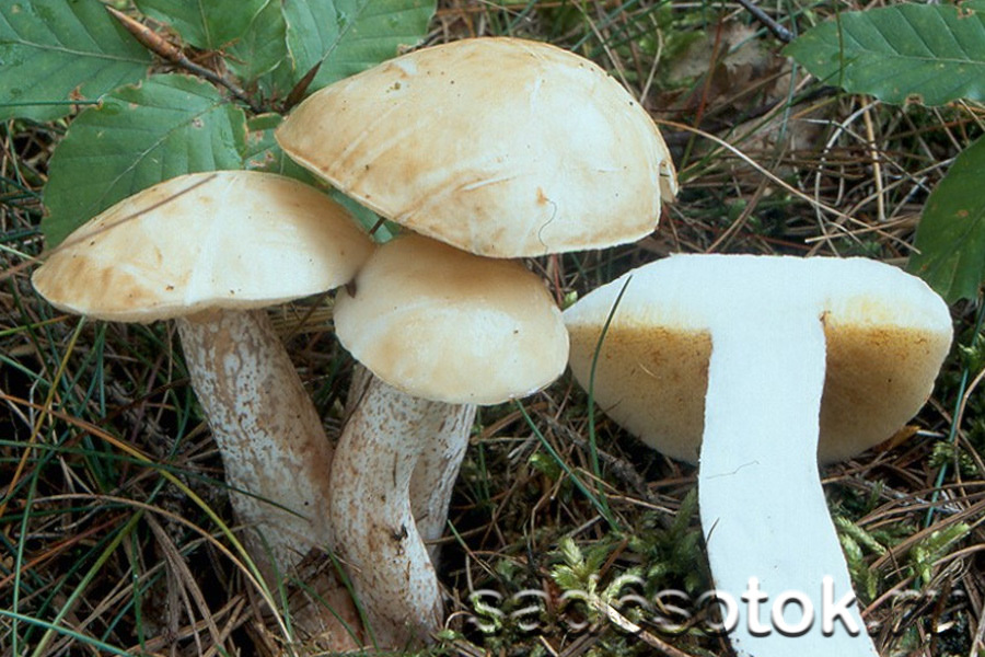 Масленок белый (Suillus placidus)