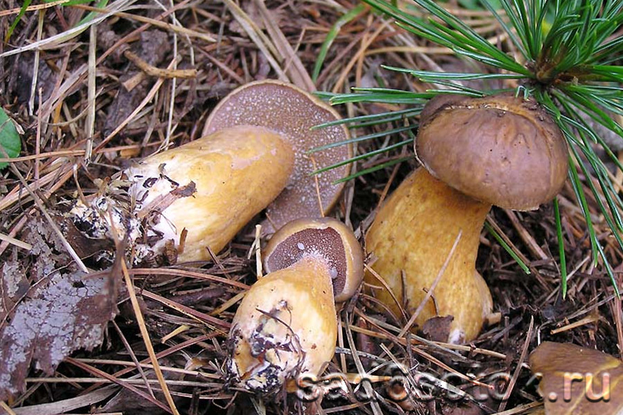 Масленок кедровый (Suillus plorans)