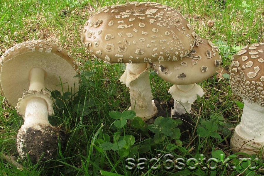 Пантерный мухомор (Amanita pantherina)