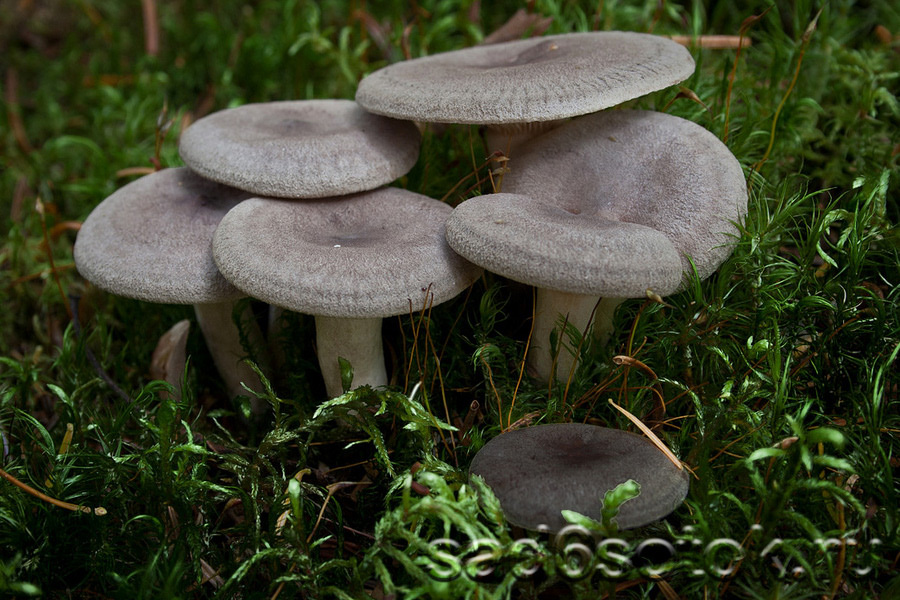 Млечник крупный или груздь сосочковый (Lactarius mammosus)