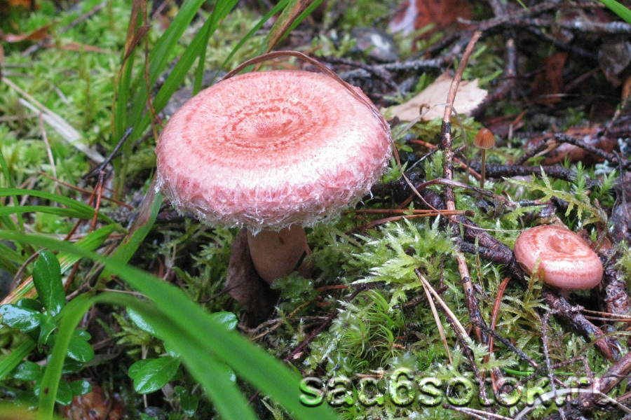 Розовая волнушка (Lactarius torminosus)