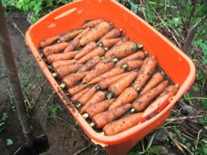 Как правильно хранить морковь в погребе зимой?
