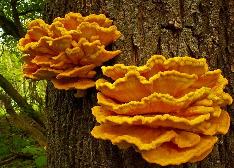 Съедобные грибы, растущие на пнях: виды и их описание