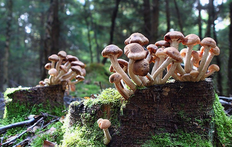 Съедобные грибы, растущие на пнях: виды и их описание