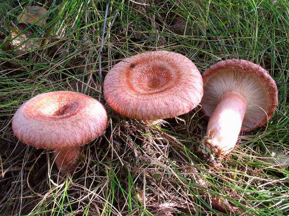 Розоватые грибы