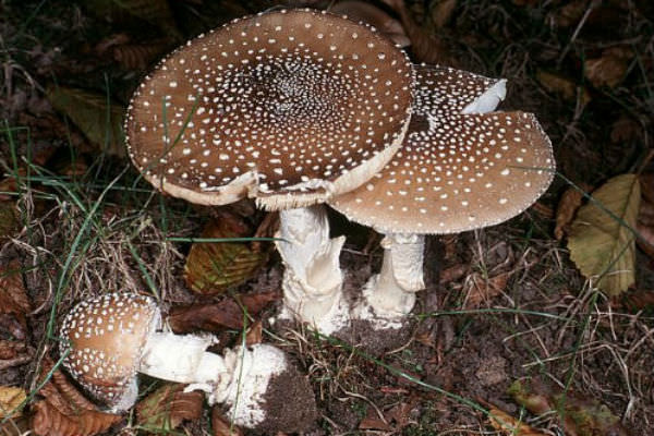 Ядовитые грибы: определяем вид и учимся отличать от съедобных