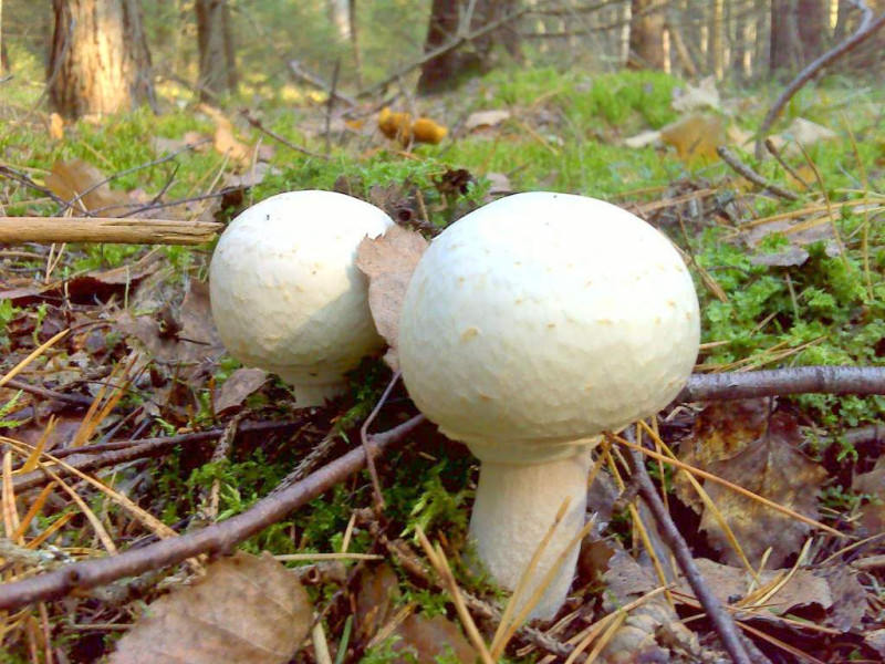 Когда и какие грибы можно найти в Подмосковье