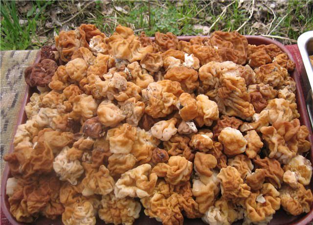 Съедобные, ядовитые и несъедобные грибы Подмосковья в июне