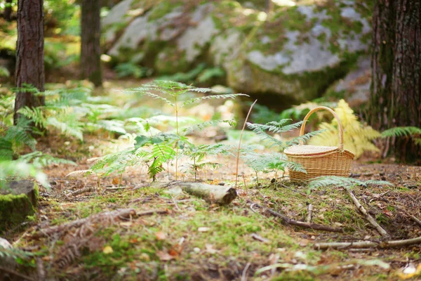 Плетеная корзина в лесу — стоковое фото