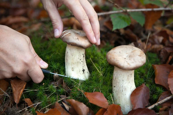 Сбор грибов в лесу — стоковое фото