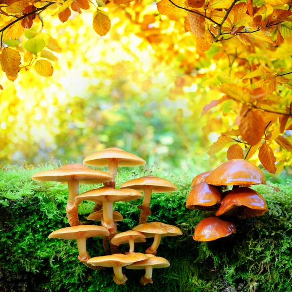 Желтый грибы в солнечный осенний лес — стоковое фото