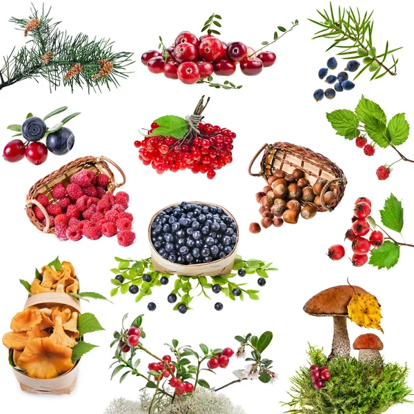 Коллекция диких лесных растений, ягоды, фрукты, грибы, орехи — стоковое фото