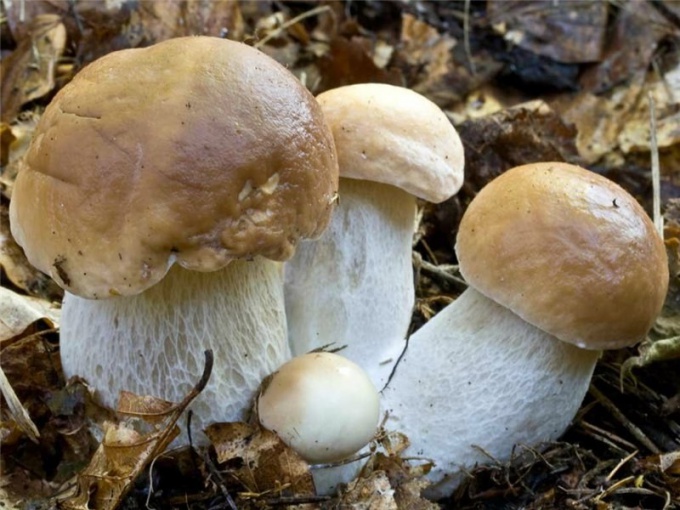 надо ли варить белые грибы перед жаркой