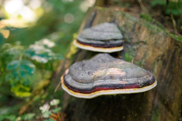Дикие грибы на кору дерева — стоковое фото