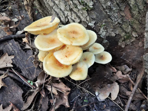 Зимние грибы под деревом в осенний лес — стоковое фото