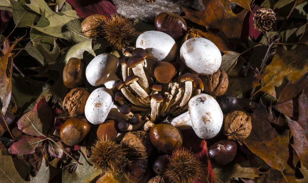 Осенний состав натюрморта с грибами — стоковое фото