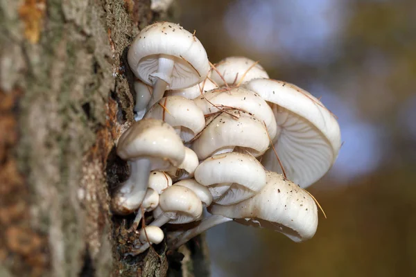 Фарфор гриб на дереве — стоковое фото