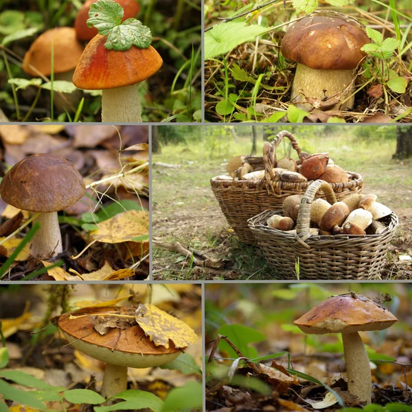 Коллаж: грибы в лесу — стоковое фото