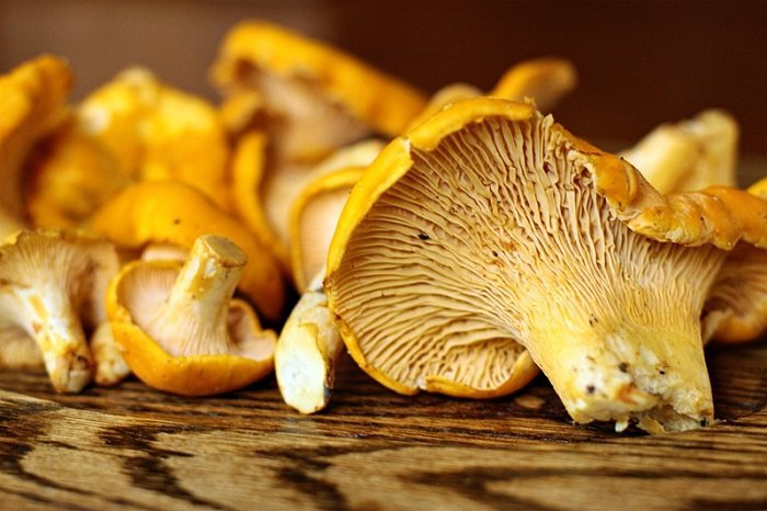 Почему грибы горчат – несколько вариантов ответа