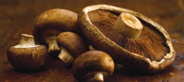 Почему грибы горчат – несколько вариантов ответа