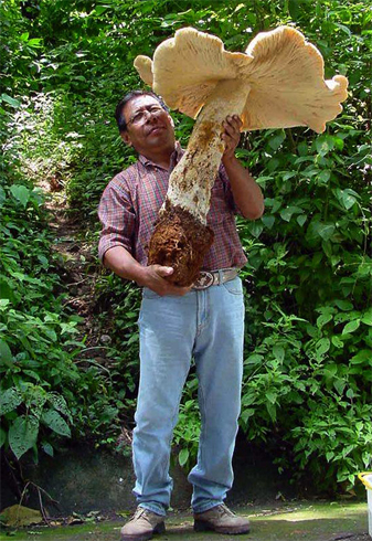 Macrocybe Titans