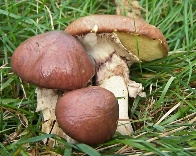 Маслёнок обыкновенный (Suillus luteus)