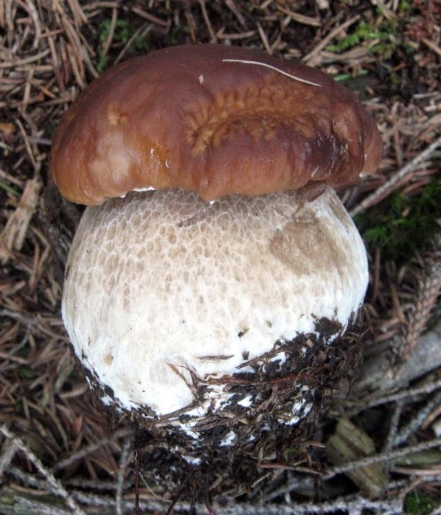 Белый гриб (Boletus edulis)