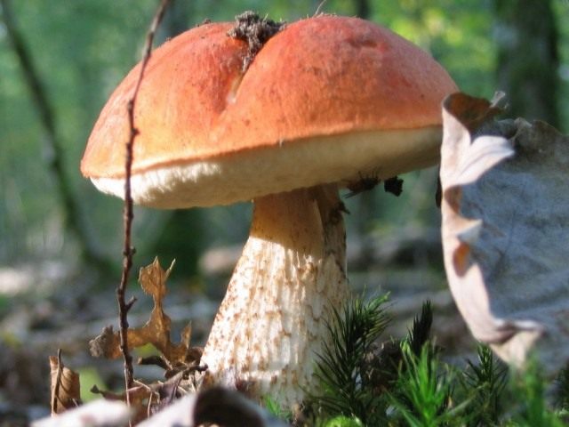 Подосиновик красный (Leccinum aurantiacum)