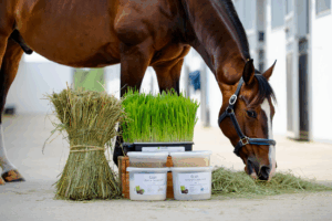 Питание спортивных лошадей: рационы и добавки для выносливости