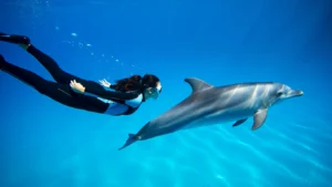 Плавание с дельфинами — терапевтический спорт для здоровья