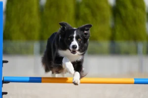 Агилити для собак: обзор форматов и подготовки к турнирам