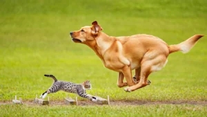 Животные-герои спорта: подвиги, спасения и победы питомцев-спортсменов