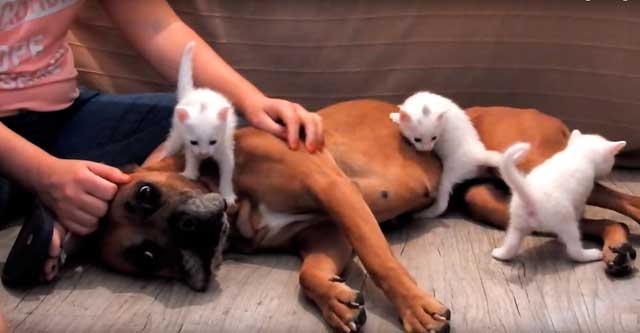 Спасённая собака спасла кошку с котятами