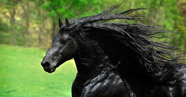 Фридрих - самая красивая лошадь на свете