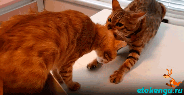 Кот спасает друга от ветеринара