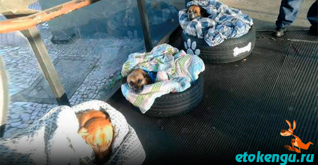 Работники автовокзала организовали для собак места для ночлега