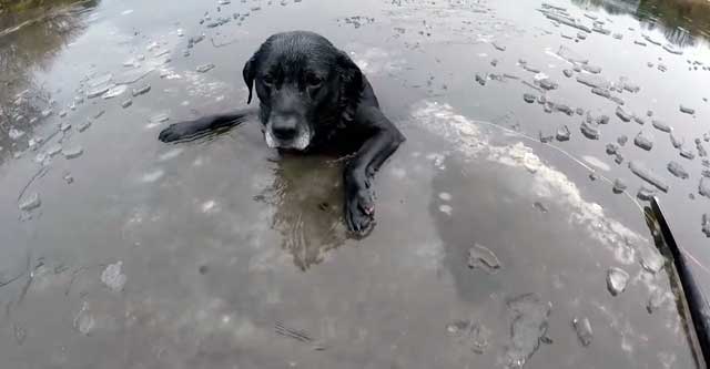Спасение собаки, провалившейся под лёд